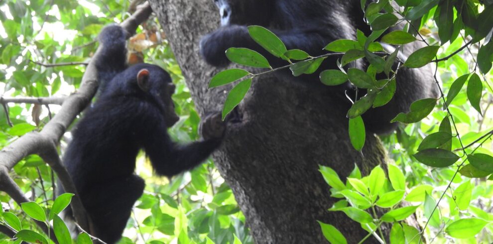 8-Day Katavi, Mahale & Chimpanzee Trekking Safari