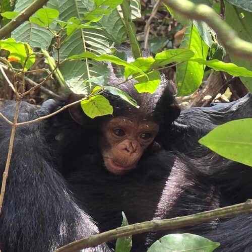 chimpanzee trekking