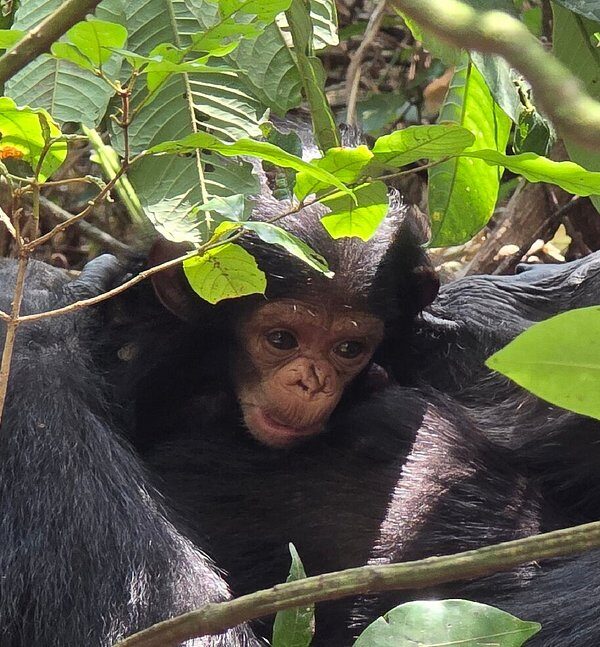 chimpanzee trekking